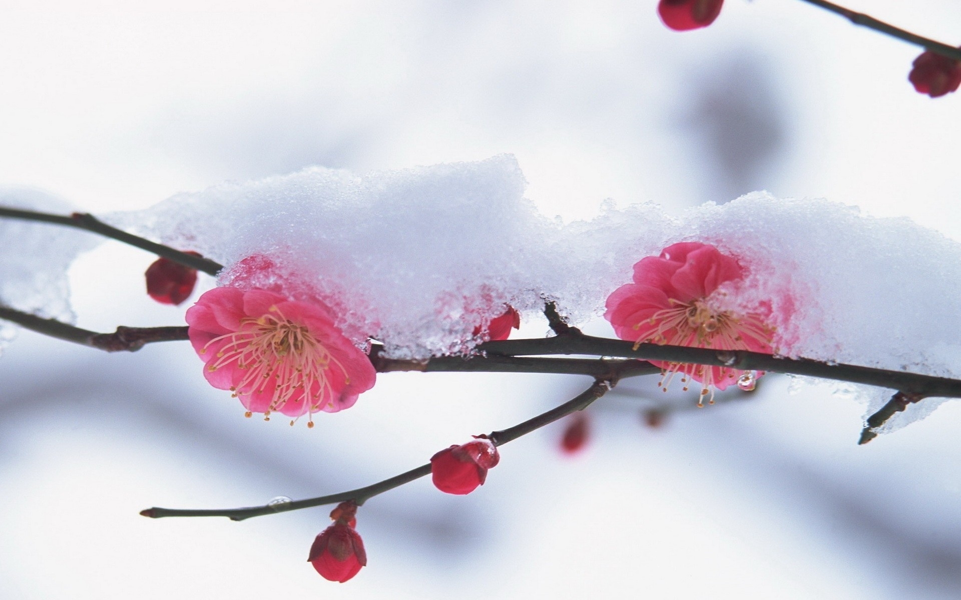 Красивые зимние картинки на аву (35 фото) .