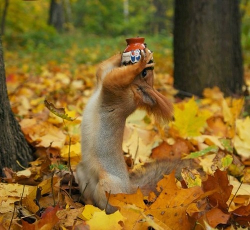 Интересные Фото В Осеннем Лесу