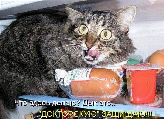 Прикольные картинки про котов с надписями ржачные