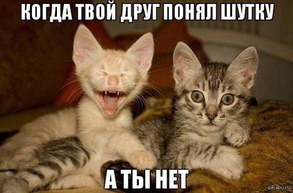 Котики смешные картинки с надписями для настроения
