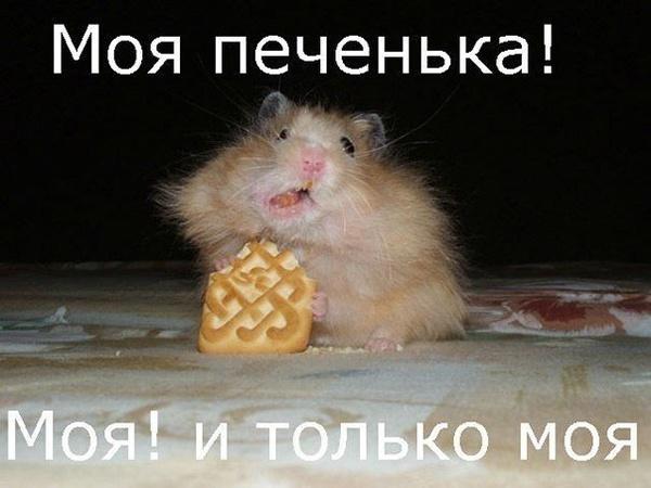 Смешные приколы ВКонтакте (35 фото) 🔥 Прикольные картинки и юмор