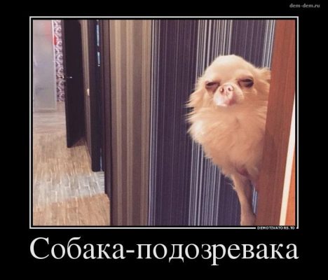 Собака подозревака фото приколы