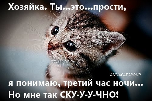 Смешные картинки котят с надписями (35 фото) 🔥 Прикольные картинки и юмор