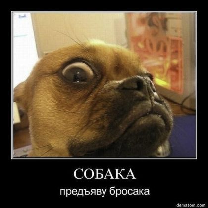 Собака подозревака фото приколы