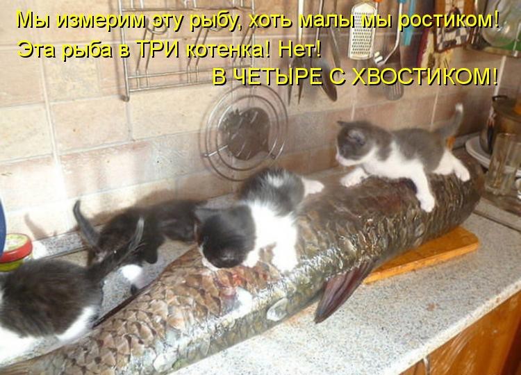 Смешные коты и кошки картинки с надписями до слез