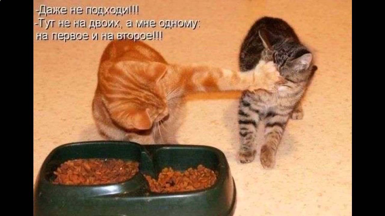 Смешные фото котов на аву с надписями