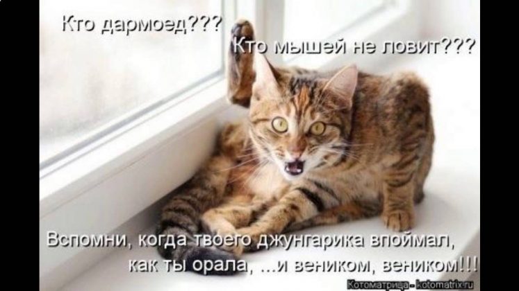 Котомания фото с прикольными надписями