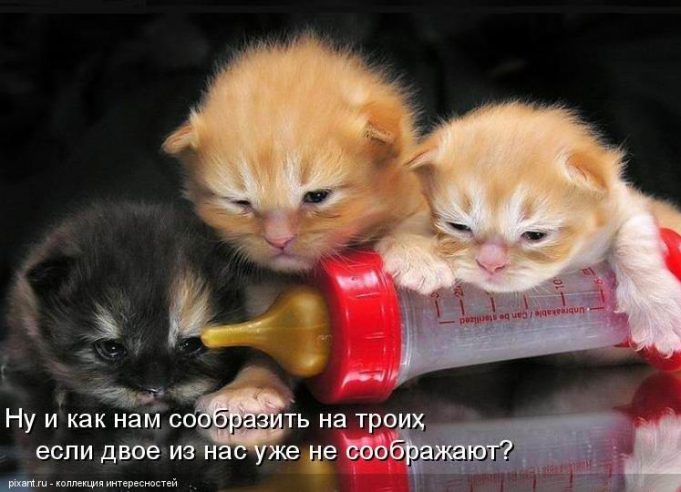 Смешные фото котов и кошек с надписями до слез