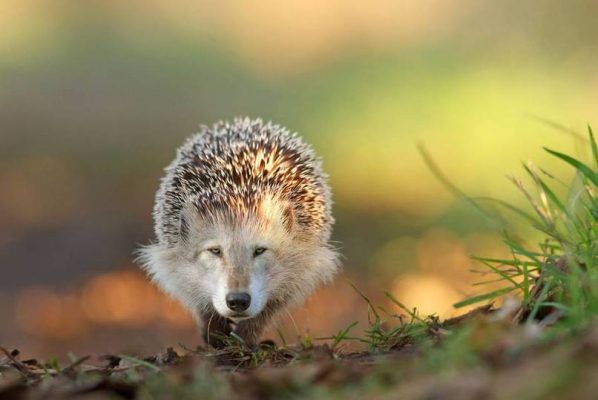 Лучшие фото зверей