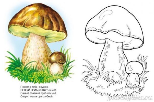 Грибы большие и маленькие картинки для детей