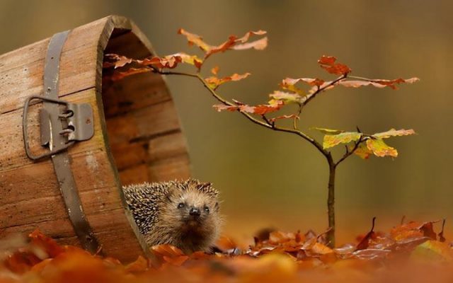 Осенняя Пора Фото Красивые