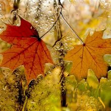 ΠΠ°ΡΡΠΈΠ½ΠΊΠΈ ΠΎΡΠ΅Π½Ρ Π·Π° ΠΎΠΊΠ½ΠΎΠΌ (35 ΡΠΎΡΠΎ)