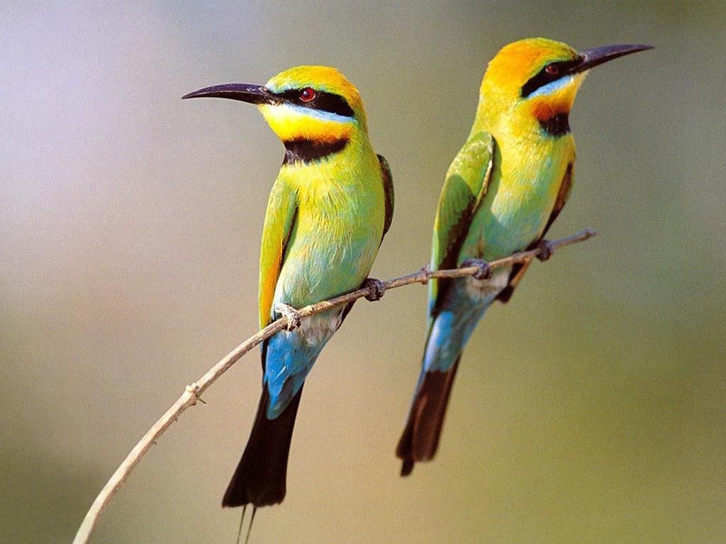 Поиск птиц по фото онлайн