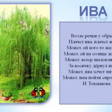 Картинки для детей ива (13 фото)
