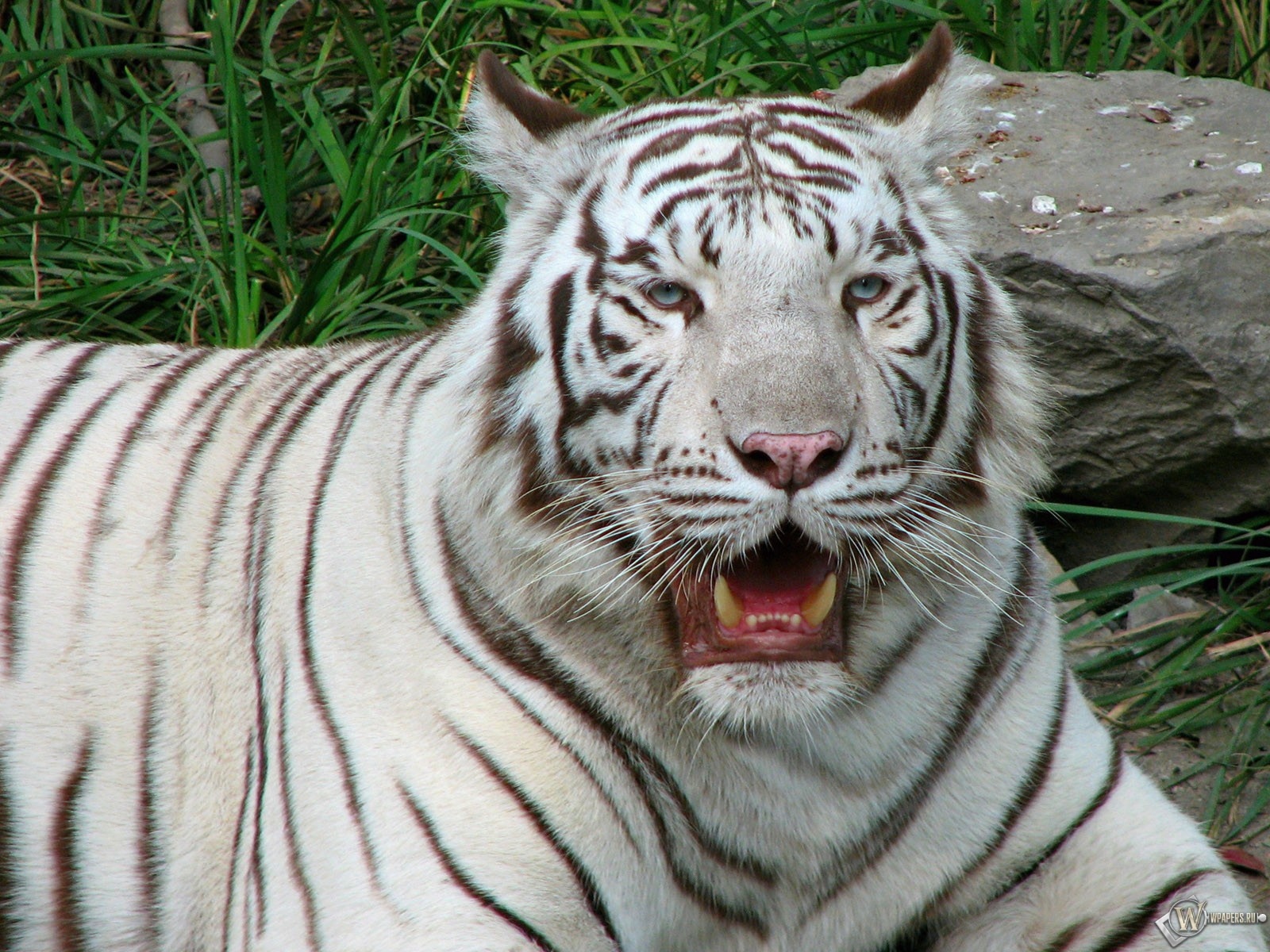 Белый тигр бенгальский красная