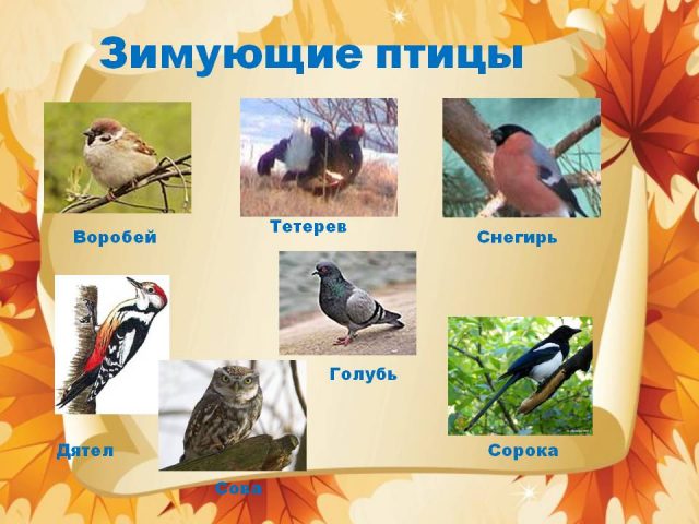 Птицы Урала Фото С Названиями Зимующие