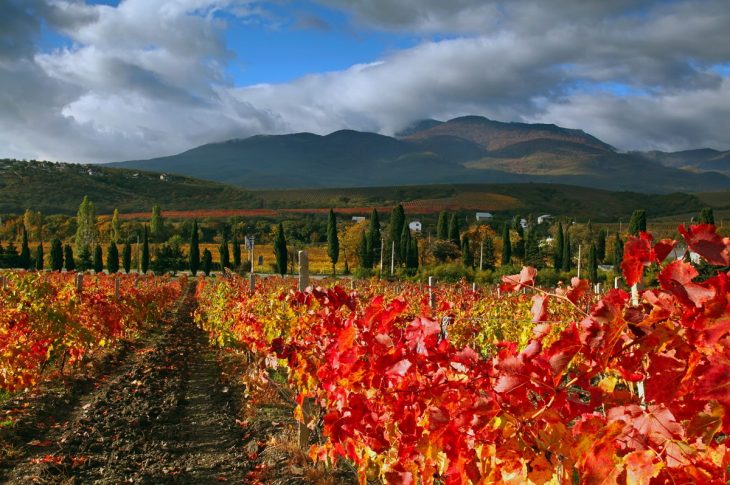 Крымские деревья фото