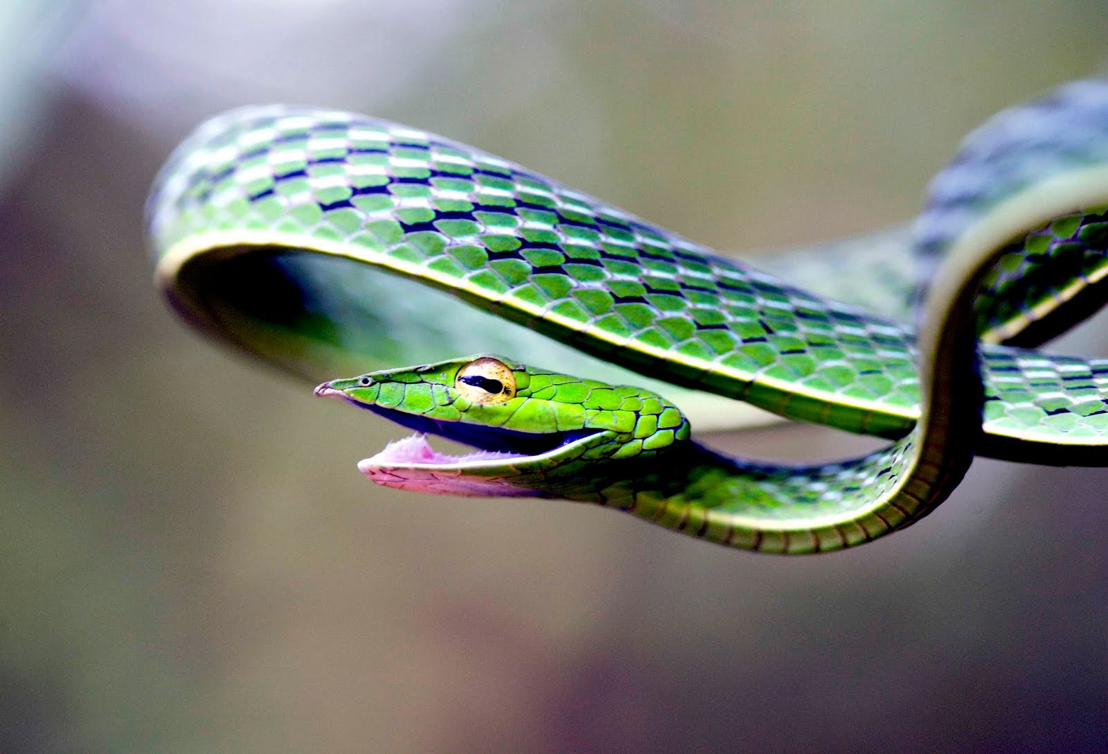 Зеленая змейка. Змея длиннорылая плетевидка. Ринхофис Буланже. Виноградная змея (длиннорылая плетевидка). Плетевидная зеленая змея.