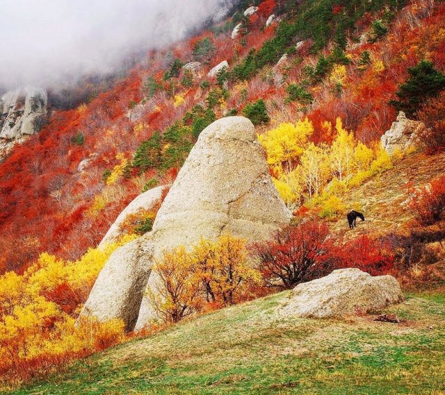 Виды деревьев в крыму с фото