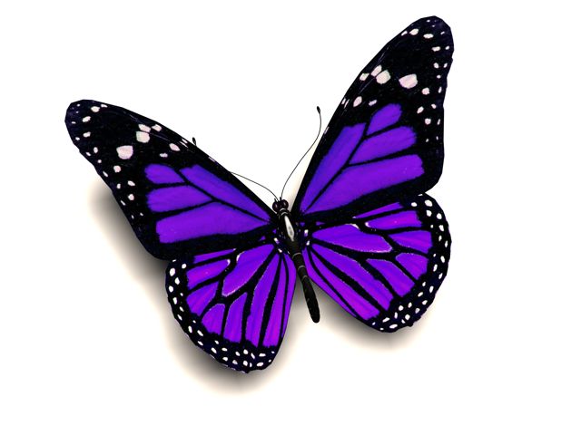 Рисунки с бабочками