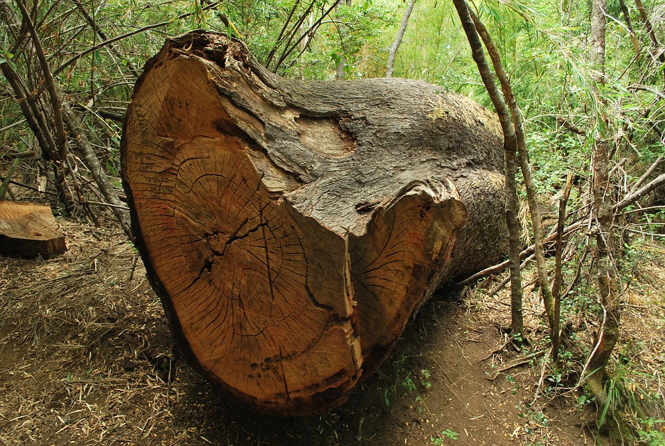 Сломанное дерево фото