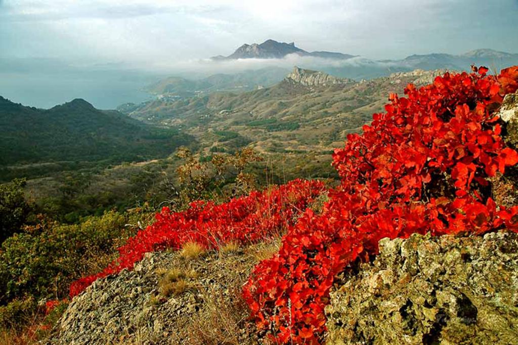 Крымские деревья фото