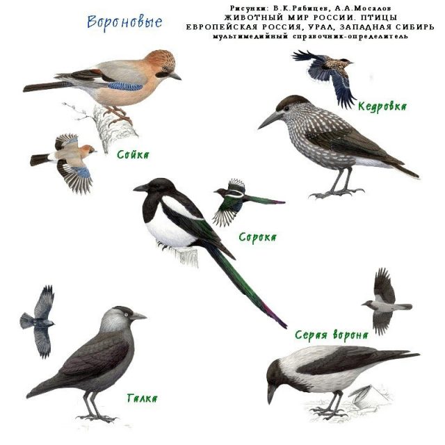 Птицы восточной сибири картинки и названия птиц