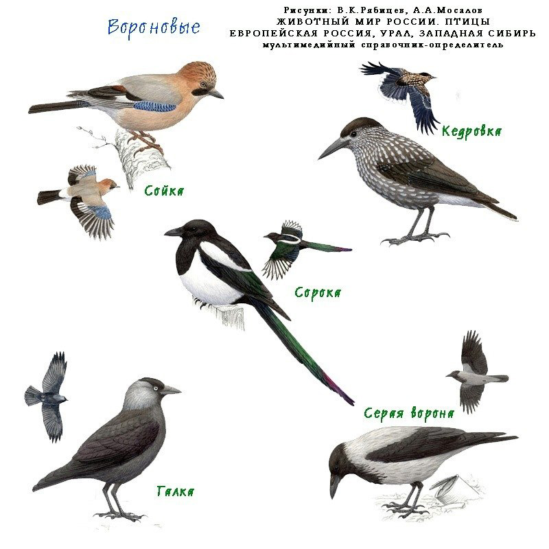 Певчие птицы сибири картинки и названия