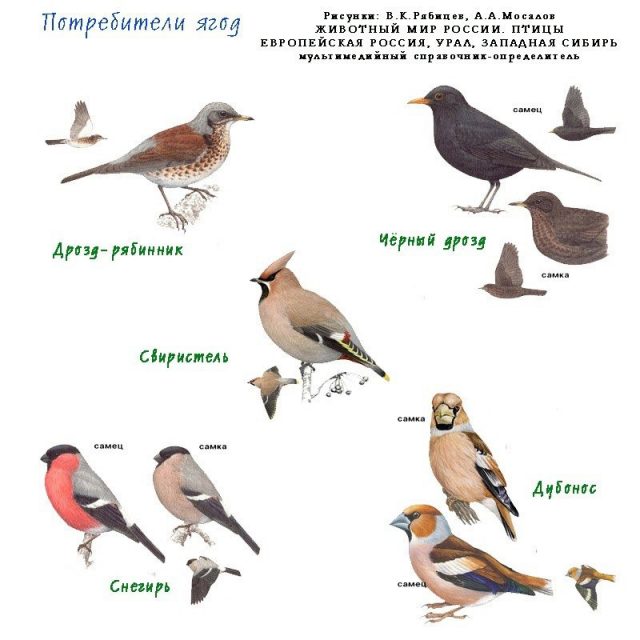 Птицы твери фото с названиями