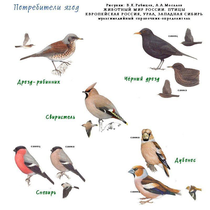 Птицы оренбуржья фото с названиями