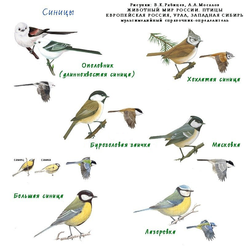 Лесные птички сибири фото с названиями