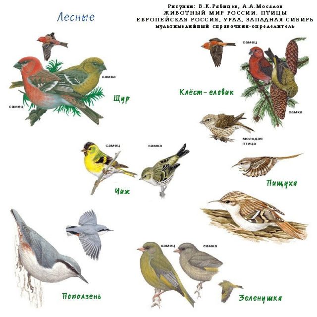 Птицы Восточной Сибири Фото С Названиями