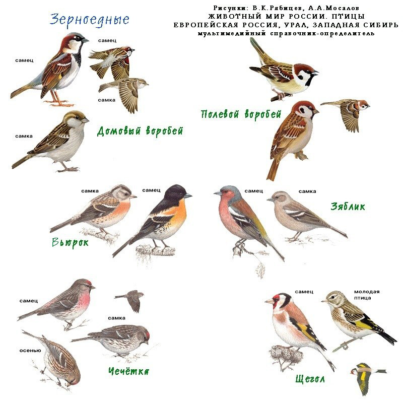 Фото мелкие птицы средней полосы россии с названиями