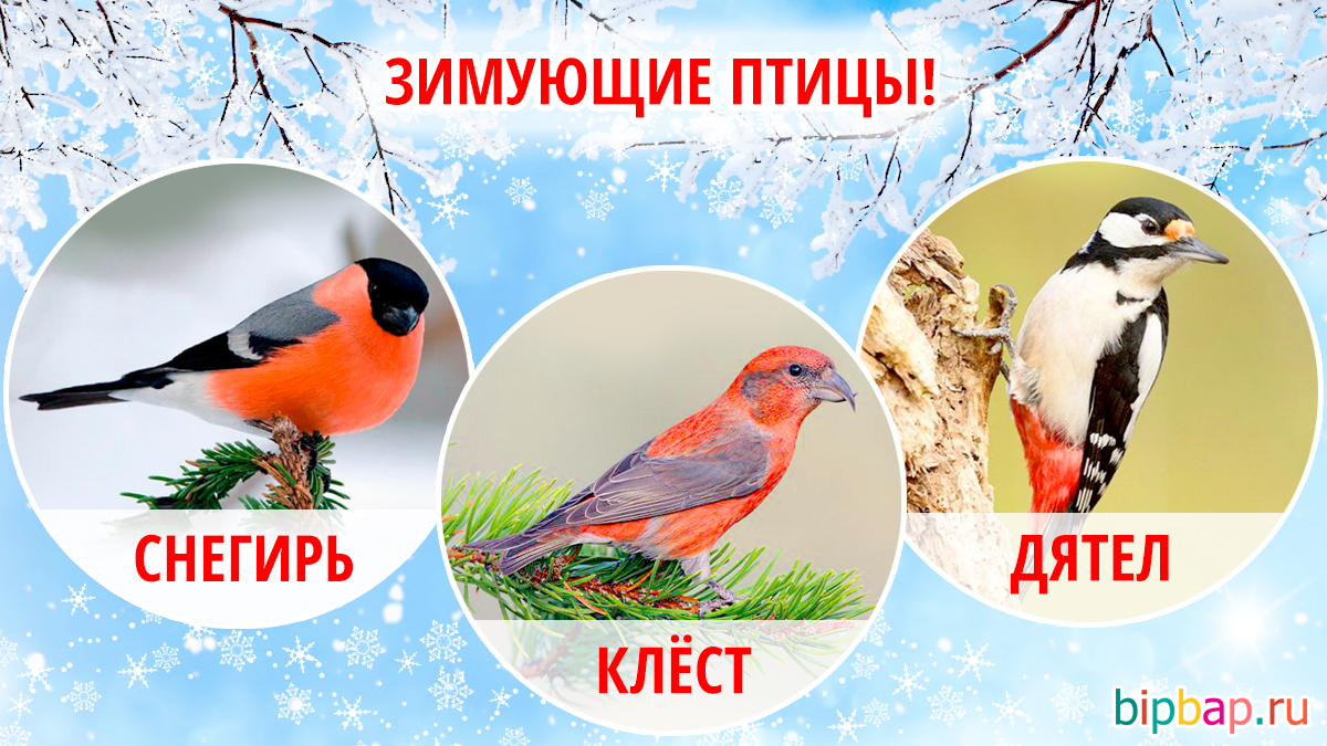 Птицы Тульской Области Фото С Названиями Зимующие