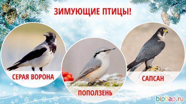 Птицы нижневартовска фото с названиями