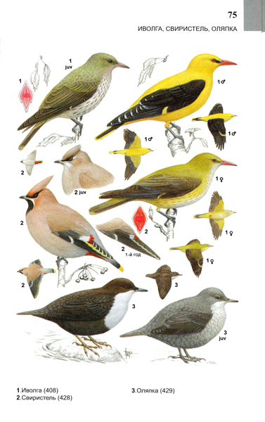 Летние птицы сибири фото с названиями