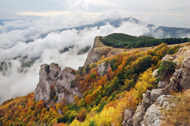 Крымские деревья фото