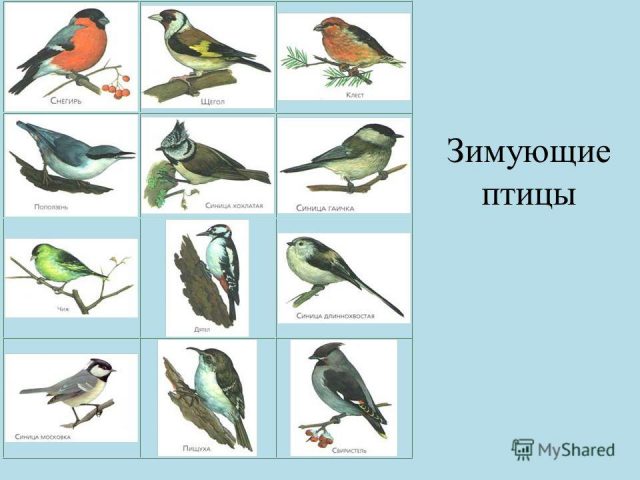 Зимующие и перелетные птицы для дошкольников картинки
