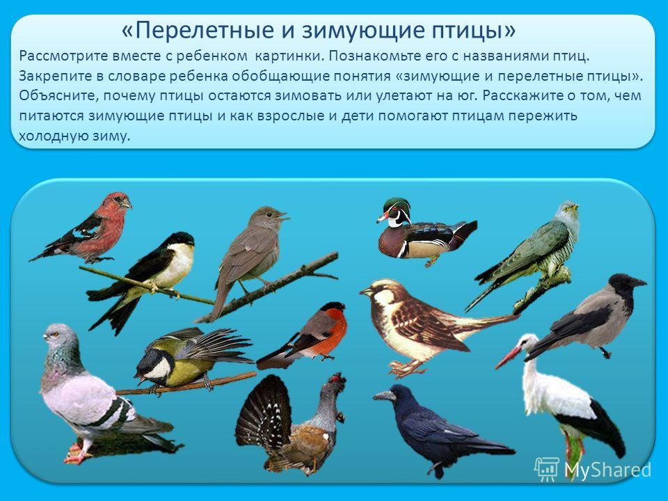 Птицы белоруссии фото с названиями зимующие