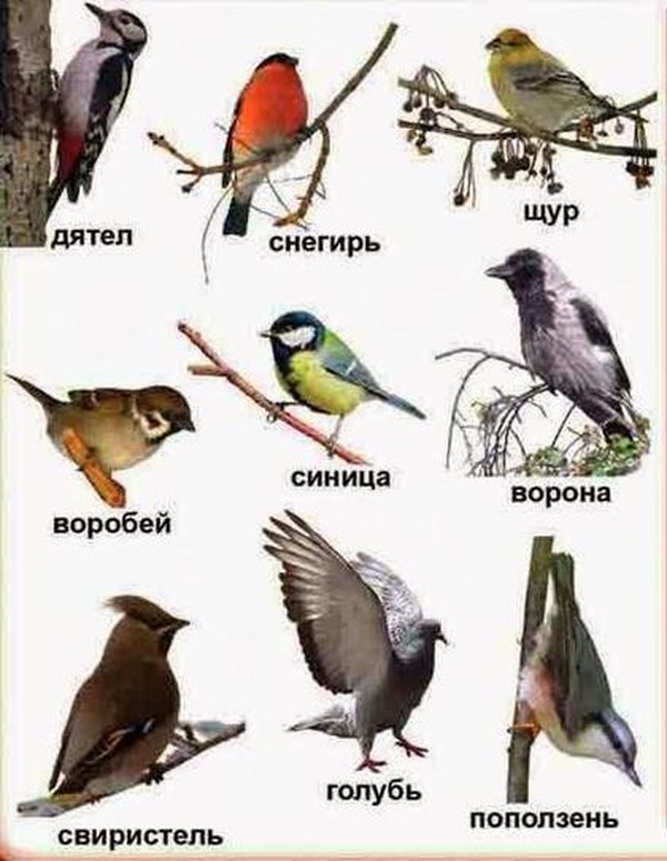 Птицы Восточной Сибири Фото С Названиями
