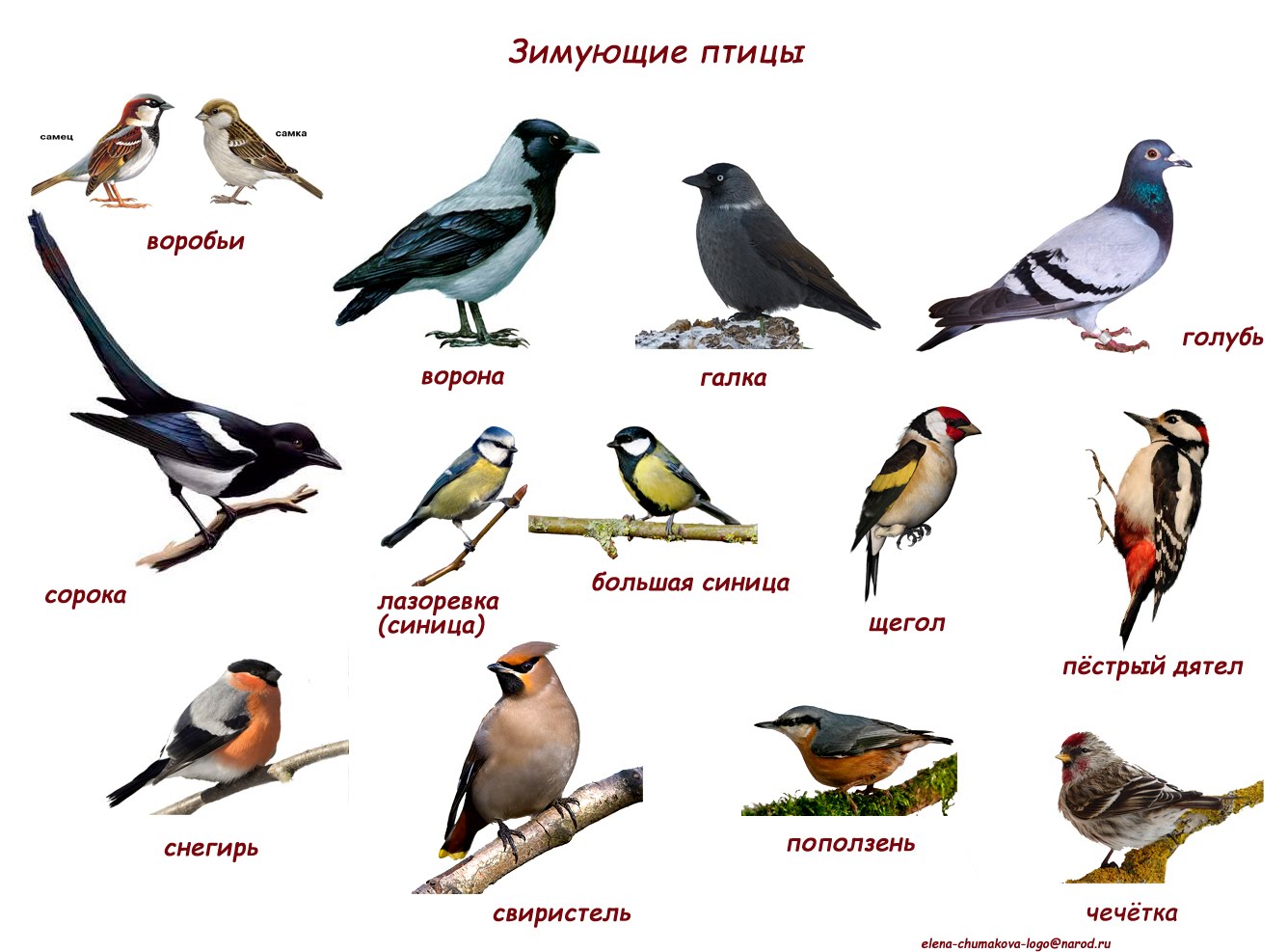 Лесные птички сибири фото с названиями