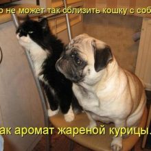Π‘ΠΌΠ΅ΡΠ½ΡΠ΅ ΠΊΠ°ΡΡΠΈΠ½ΠΊΠΈ ΠΊΠΎΡΠ΅ΠΊ ΠΈ ΡΠΎΠ±Π°ΠΊ (30 ΡΠΎΡΠΎ)