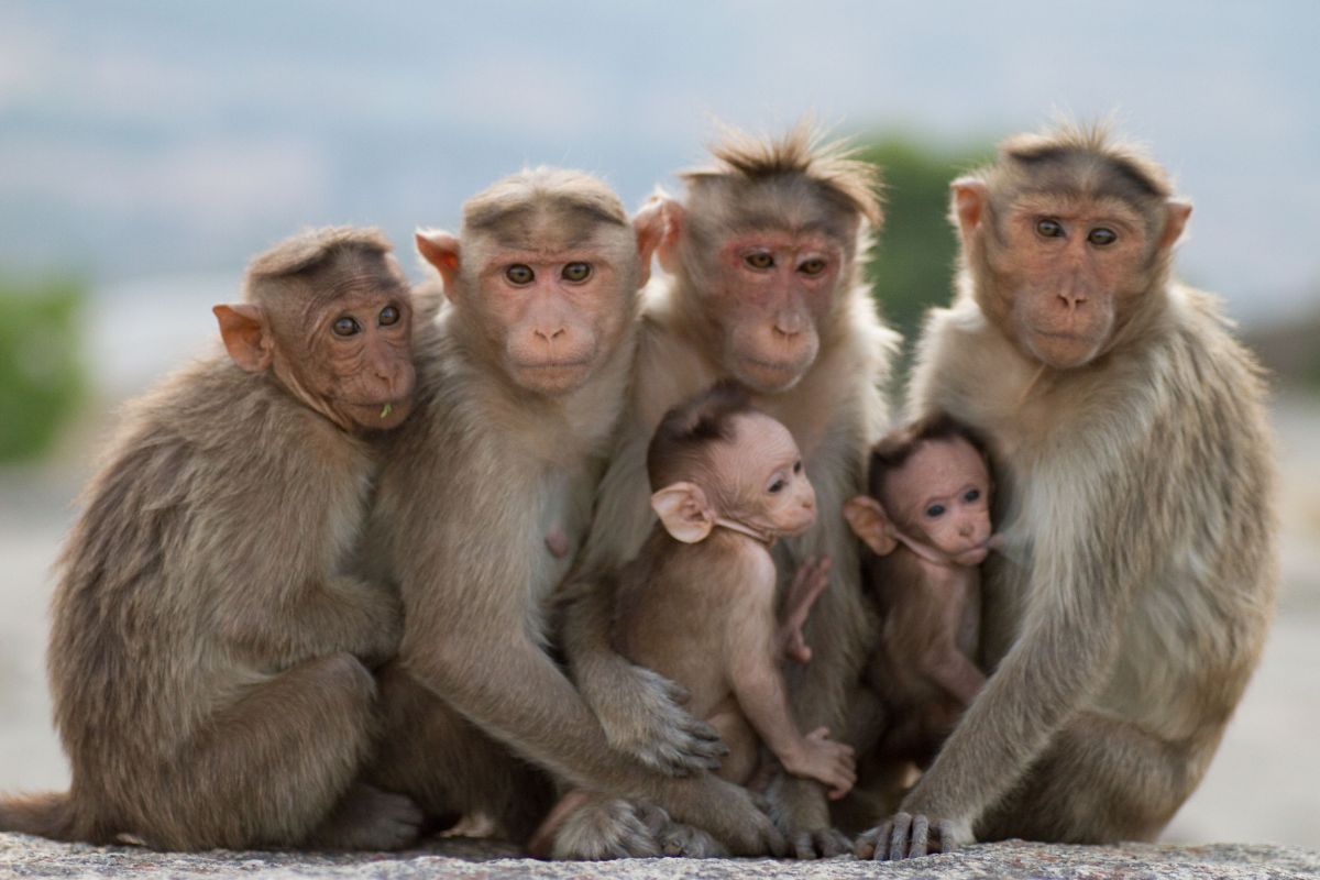 Юмористические группы. Смешные обезьяны. Семья обезьян. 4 Обезьяны. Семейство обезьянок.