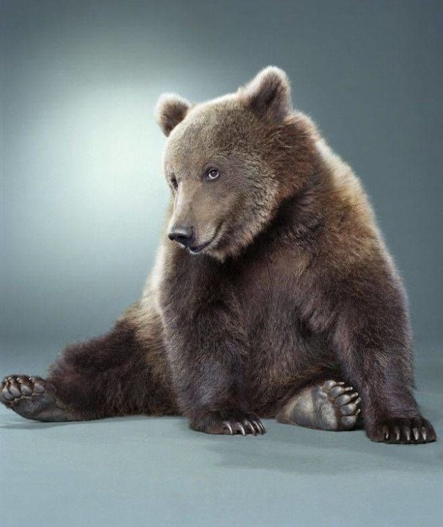 Фото медведя на аватарку