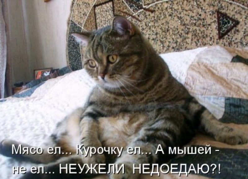 Смешные картинки про кошек с надписями (160 фото) 🔥 Прикольные картинки и  юмор