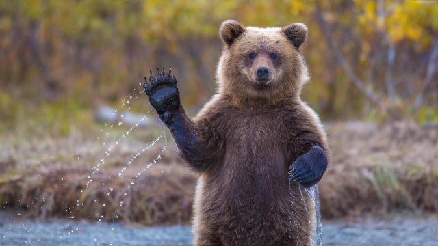 Медведь на отдыхе картинки прикольные