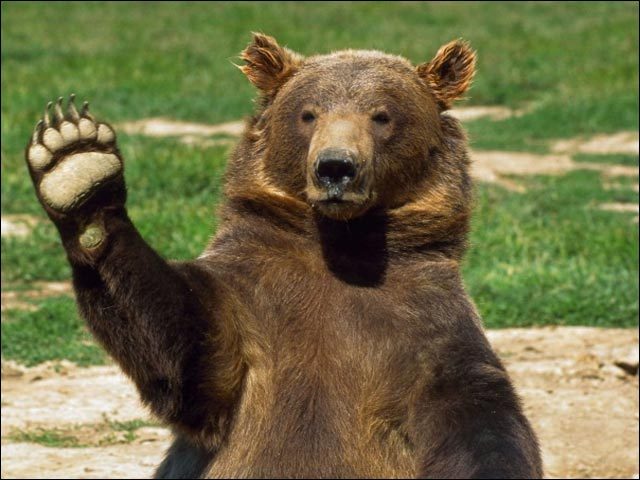 Скачать прикол медведи марихуана фото приколы про коноплю