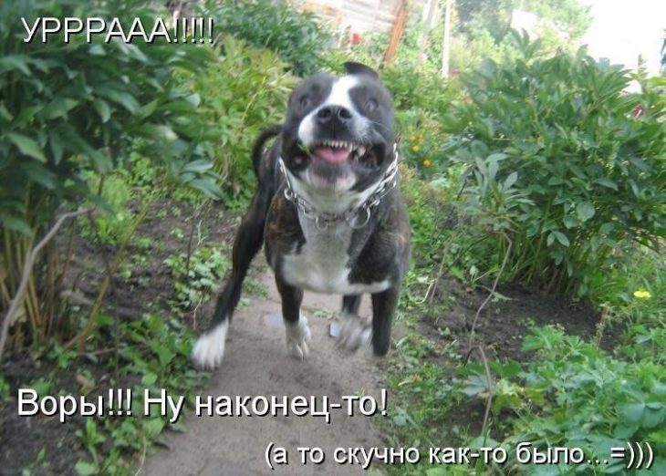 Смешные картинки с собаками с надписями и без (300 фото) 🔥 Прикольные  картинки и юмор