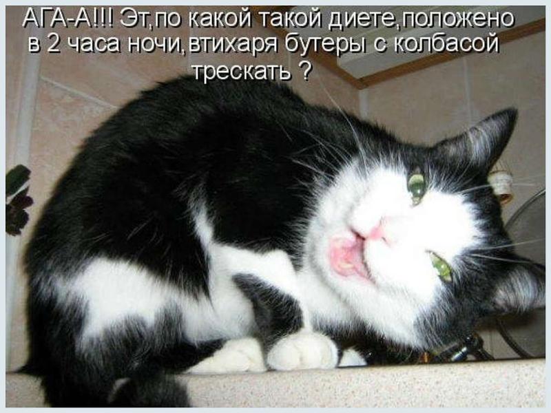 Смешные фото котов и кошек с надписями до слез