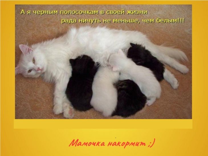 Смешные коты и кошки картинки с надписями